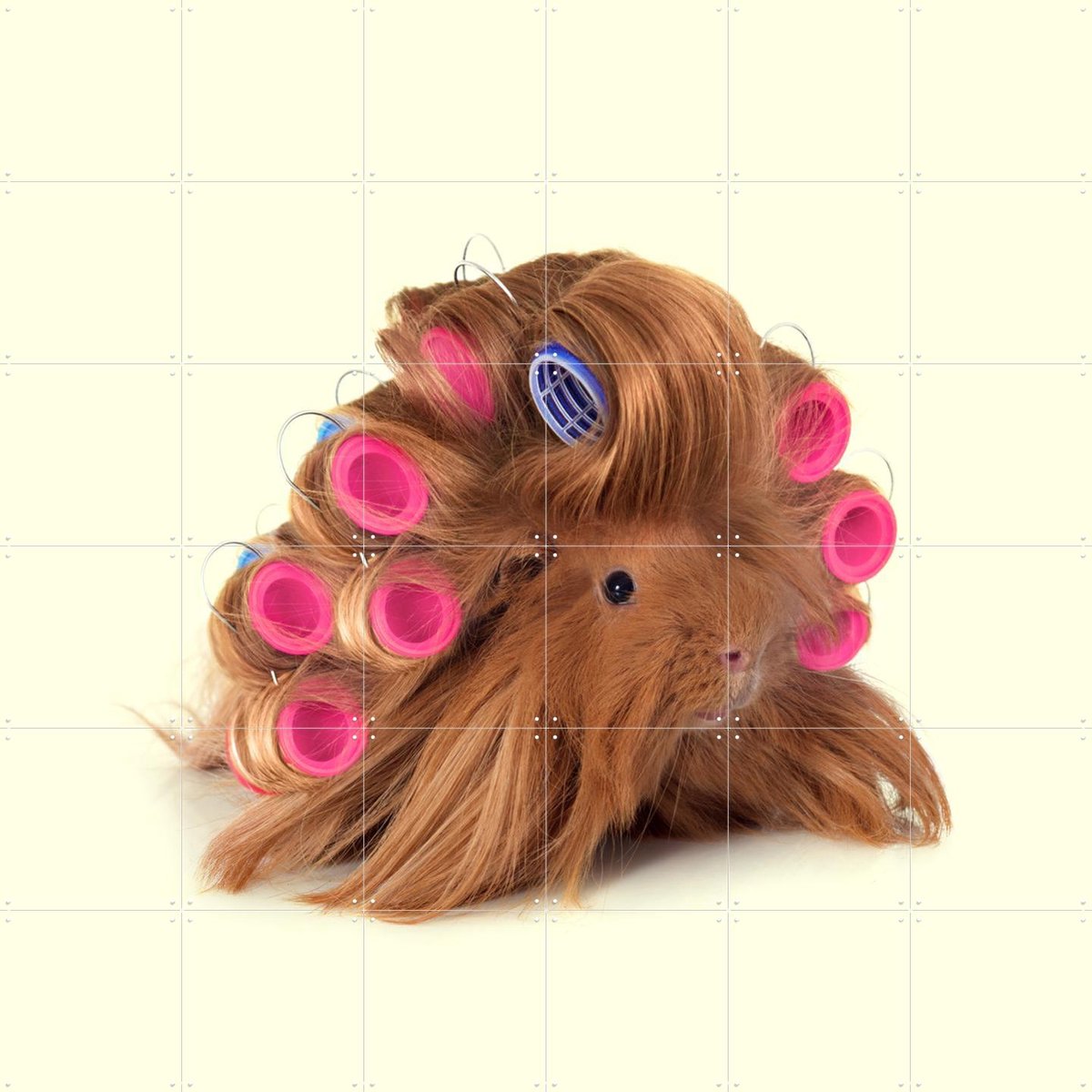 IXXI Hairy Guinea Pig, Paul Fuentes - 120 x 120 cm - Gratis ophangtool - Grote wanddecoratie en posters - Pop art, Fotografie, Speels, Illustraties