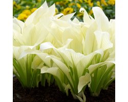 Hartlelie (Hosta) - White Feather - Vaste planten - Bijen-Vlinders - Snijbloemen - Zomerbollen - bloeit in Juli / Augustus