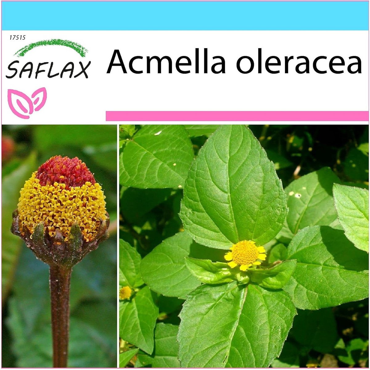 Kruiden Zaden Set: Paracress (Acmella Oleracea) met Geschenkdoos en Potgrond