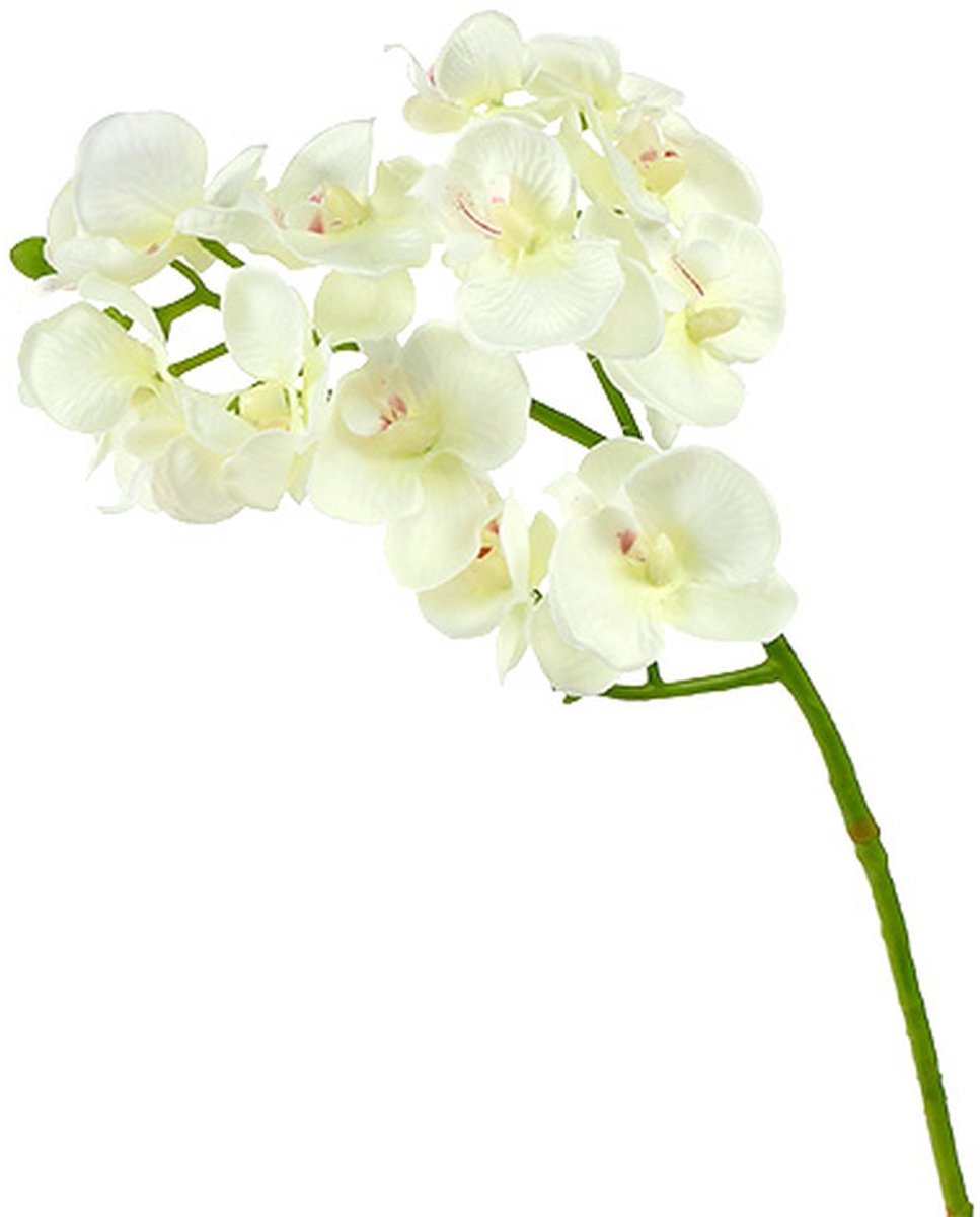 Viana Orchidee Crème-Wit L57cm 6 st, 6 Stück
