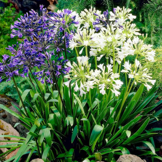 Afrikaanse Lelie - Agapanthus Africanus - Twister - Tuinplant - 4 stuks Buitenplanten - Tuin Plant voor Buiten - Winterhard
