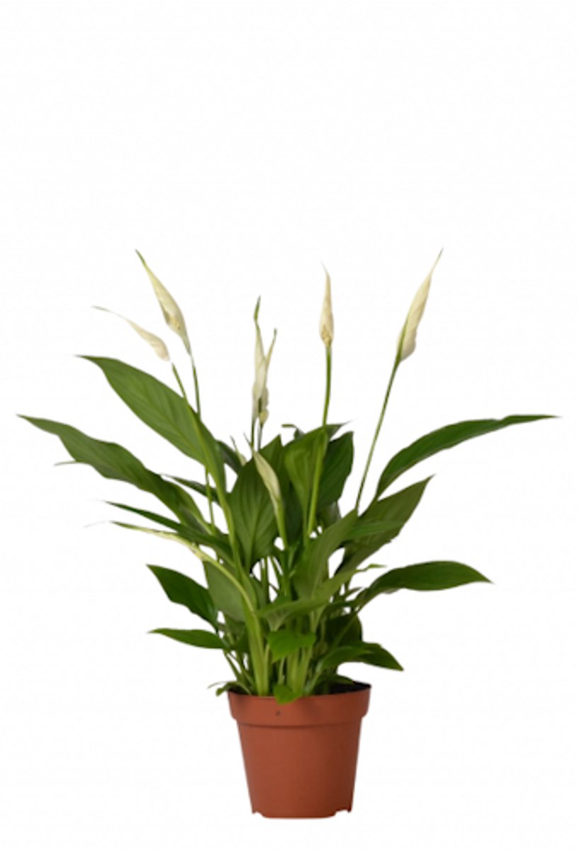 JUNAVERA Spathiphyllum Chopin - Terrariumplant 9 cm pot, circa 30 cm hoog