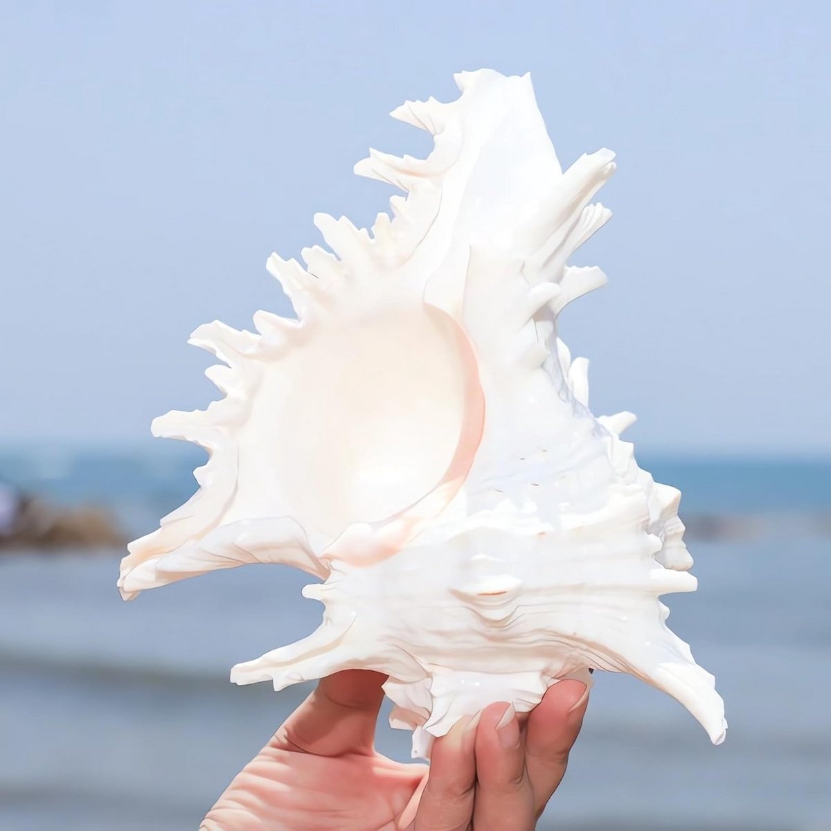 Grote Conch Schelp - Natuurlijke Schelp Aquarium - Aquarium Decoratie - Natuurlijke Schuilplaats - 5.5-6.3 inch - Natuurlijk