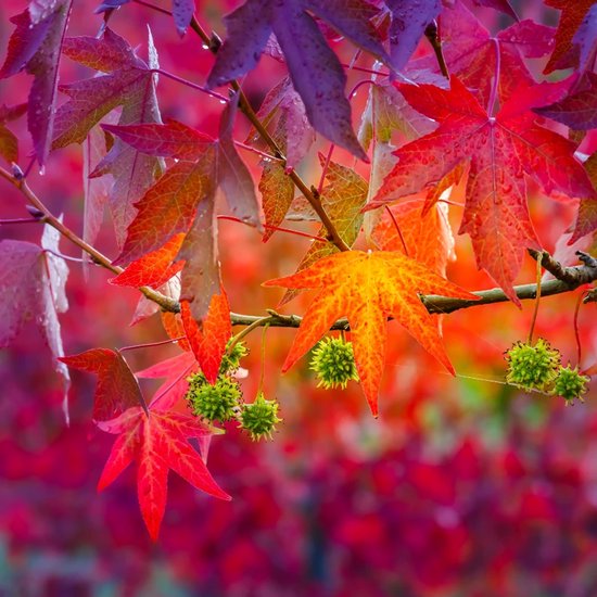 Liquidambar styraciflua, Amerikaanse amberboom, Hoogte 100cm, 1.5 liter pot