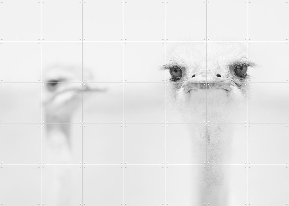 IXXI Funny Ostrich, Carlo Tonti & Various - 140 x 100 cm - Gratis ophangtool - Grote wanddecoratie en posters - Speels, Fotografie, Woonkamer