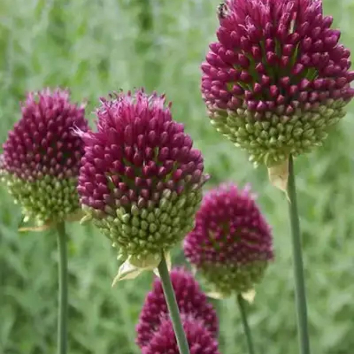 Sierui (Allium) - Sphaerocephalon Drumstick - Bijen-Vlinders - Snijbloemen - Zomerbollen - Voorjaarsbollen - bloeit in Juni / Juli
