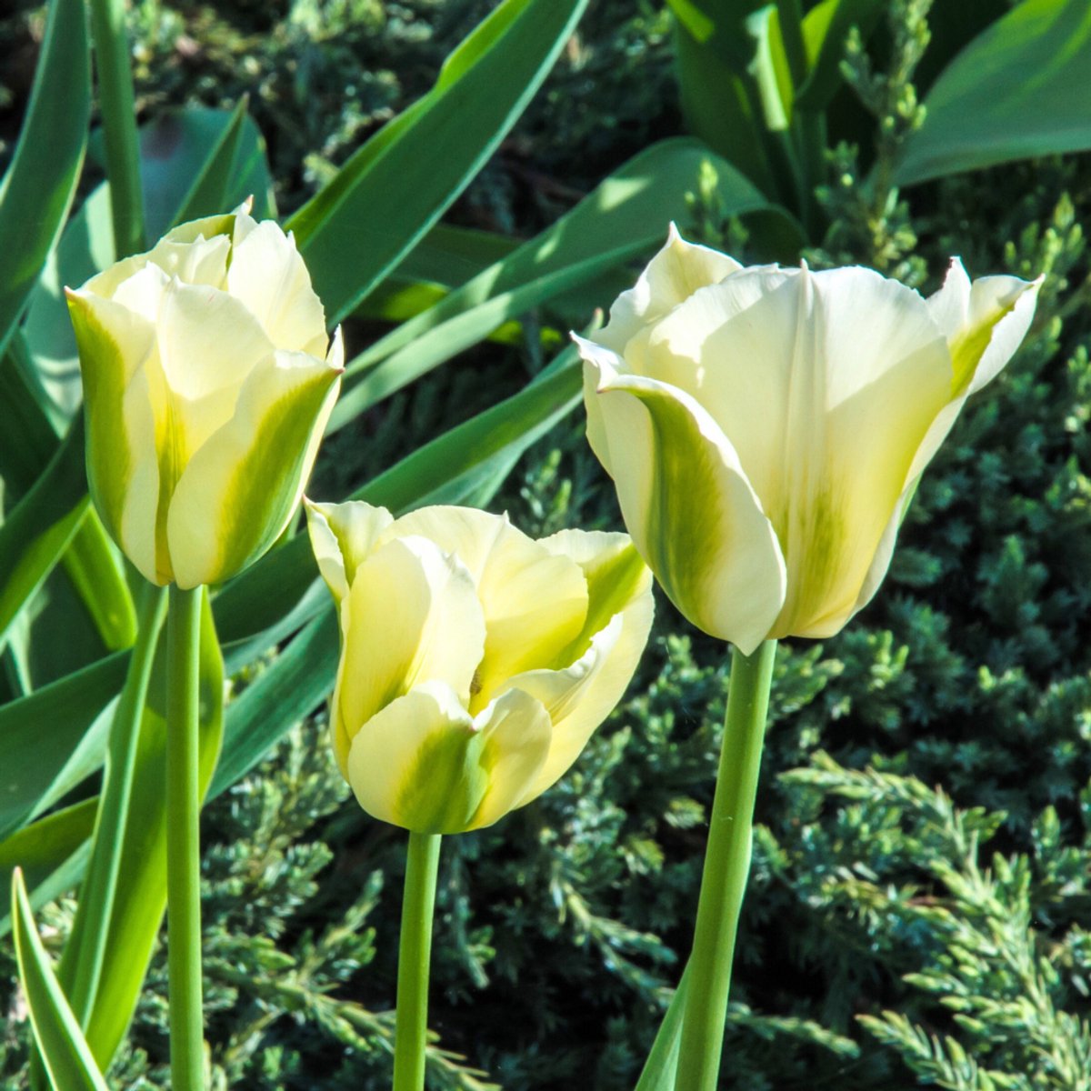 Groenbloemige tulp (Tulipa Viridiflora) - Tulpen Spring Green - Tulipa - Snijbloemen - Voorjaarsbollen - bloeit in April / Mei