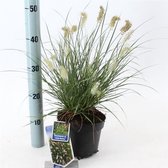 Plants Online - Tuinplanten - Siergrassen - Set van 1 - Pennisetum alopecuroides 'Little Bunny' - 2 liter pot - Plant 25-30 cm