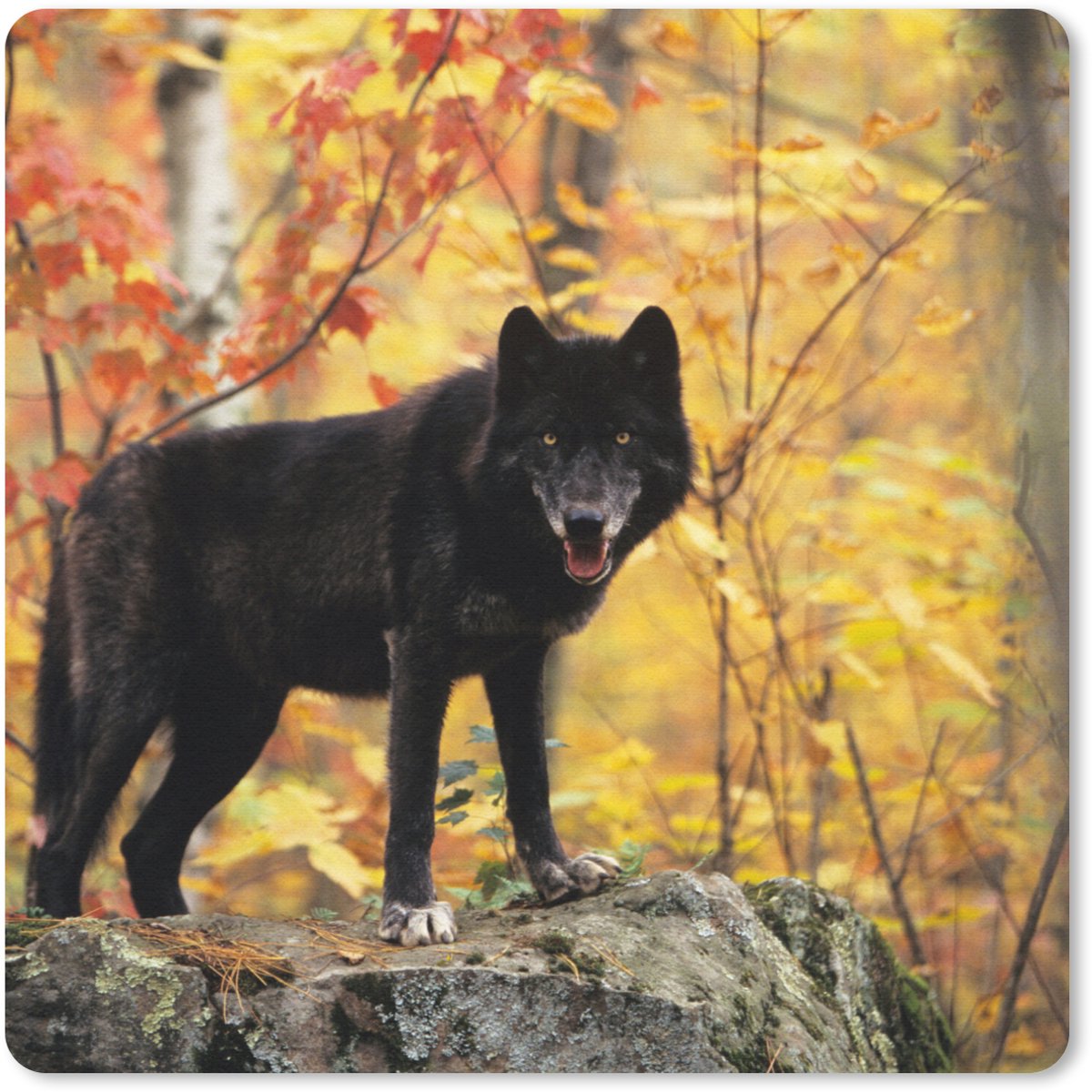 Muismat 30x30 cm - Mousepad Wolf - Rots - Boom - Muismatten