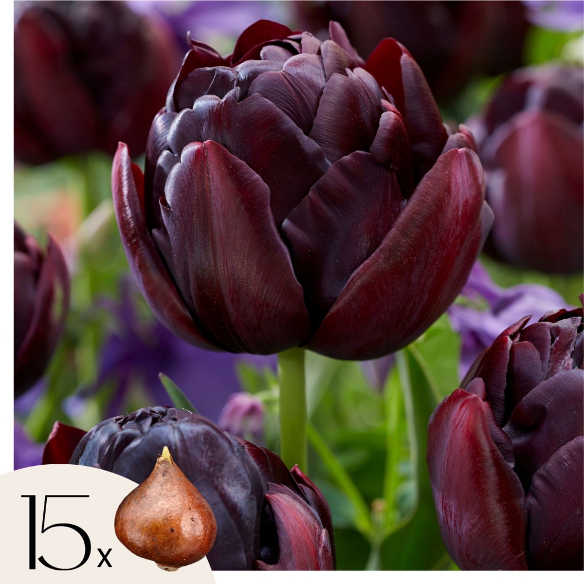 Plant in a Box - Tulpenbollen - Set van 15 - Tulipa 'Black Hero' - Bloembollen