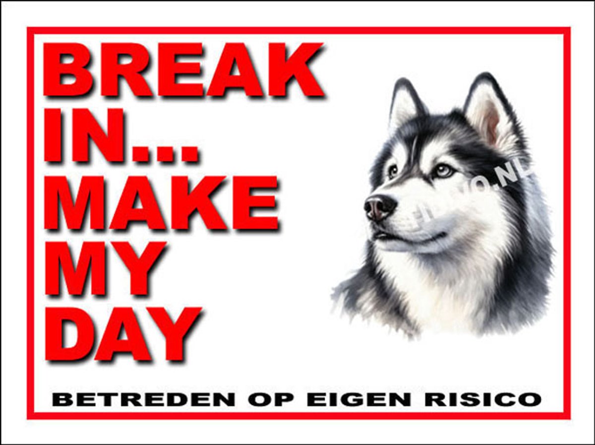 Siberian Husky 1