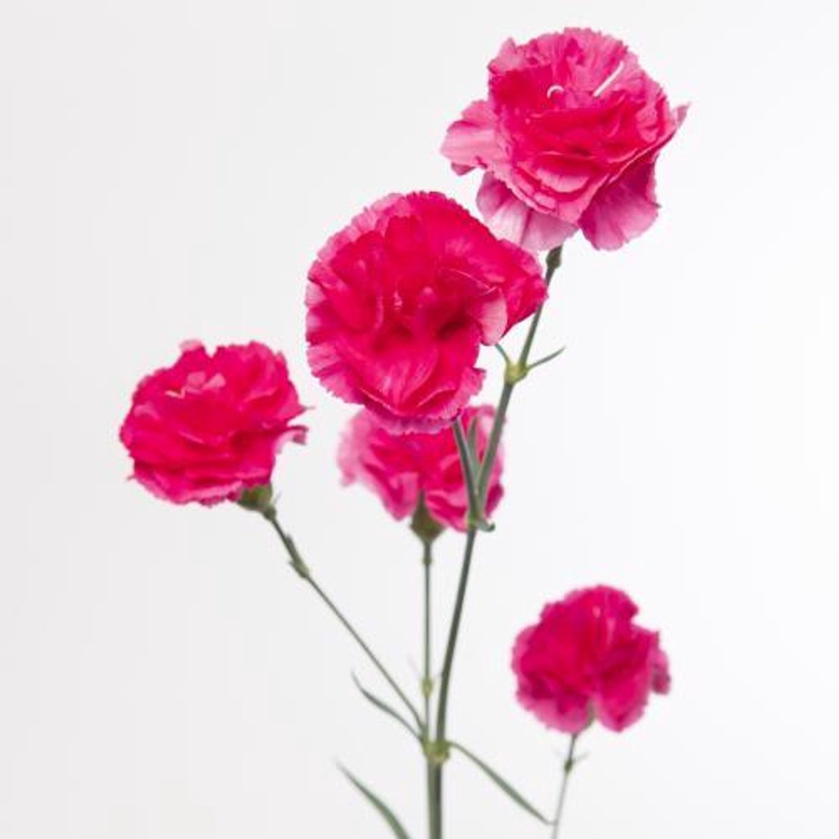 10x Dian.tr.cerise amelie 60cm