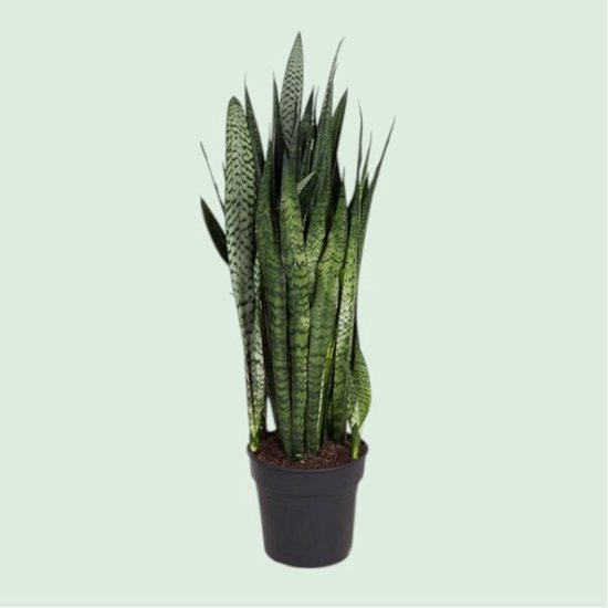 Sansevieria Zeylanica - Luchtzuiverend - Kamerplant - Makkelijk te onderhouden - Onderhoudsvrij - Cadeau