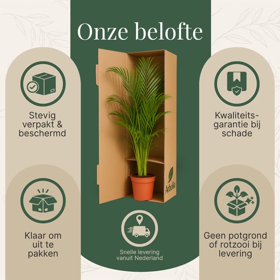 Kamerplant van de maand: Kentia Palm