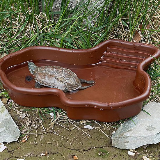 Schildpadden | | Reptielen | Schildpadden