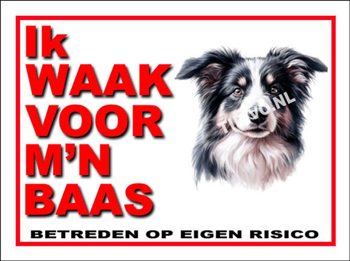 Border Collie 9