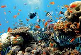 Fotobehang - Vlies Behang - Koraalrif en Tropische Vissen - Aquarium - Onderwaterwereld - Zee - 254 x 184 cm
