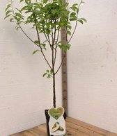 Poirier de conférence -Fruitier- 120 cm de haut- Tige basse- Cultivé en pot- Variété de producteur professionnel