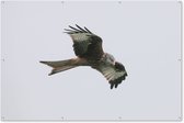 Muurdecoratie Vogel - Roofvogel - Vliegen - 180x120 cm - Tuinposter - Tuindoek - Buitenposter