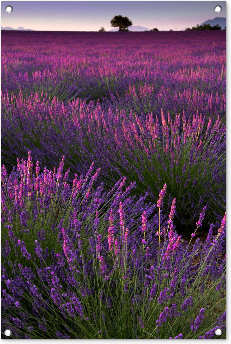 Affiche de jardin Lavande - Coucher de soleil - Fleurs - Violet - Toile de  jardin 