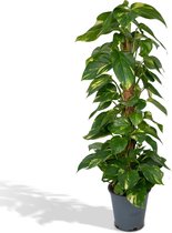 Hello Plants Epipremnum Aureum Scindapsus - Ø 19 cm - Hoogte: 80 cm - Drakenklimop Klimplant Hangplant