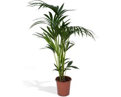Kentia Palm Plant – Howea forsteriana – Tropische Binnenplant – ca. 120 cm