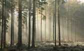 Fotobehang Bos Bomen Mist - Vliesbehang - 416 x 290 cm