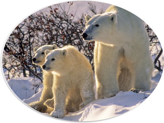 PVC Schuimplaat Ovaal - Moeder ijsbeer en twee jongen staan in de sneeuw voor een kale struik - 40x30 cm Foto op Ovaal (Met Ophangsysteem)