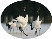 PVC Schuimplaat Ovaal - Fluitende Kraanvogels in landschap Vol met Sneeuw - 80x60 cm Foto op Ovaal (Met Ophangsysteem)