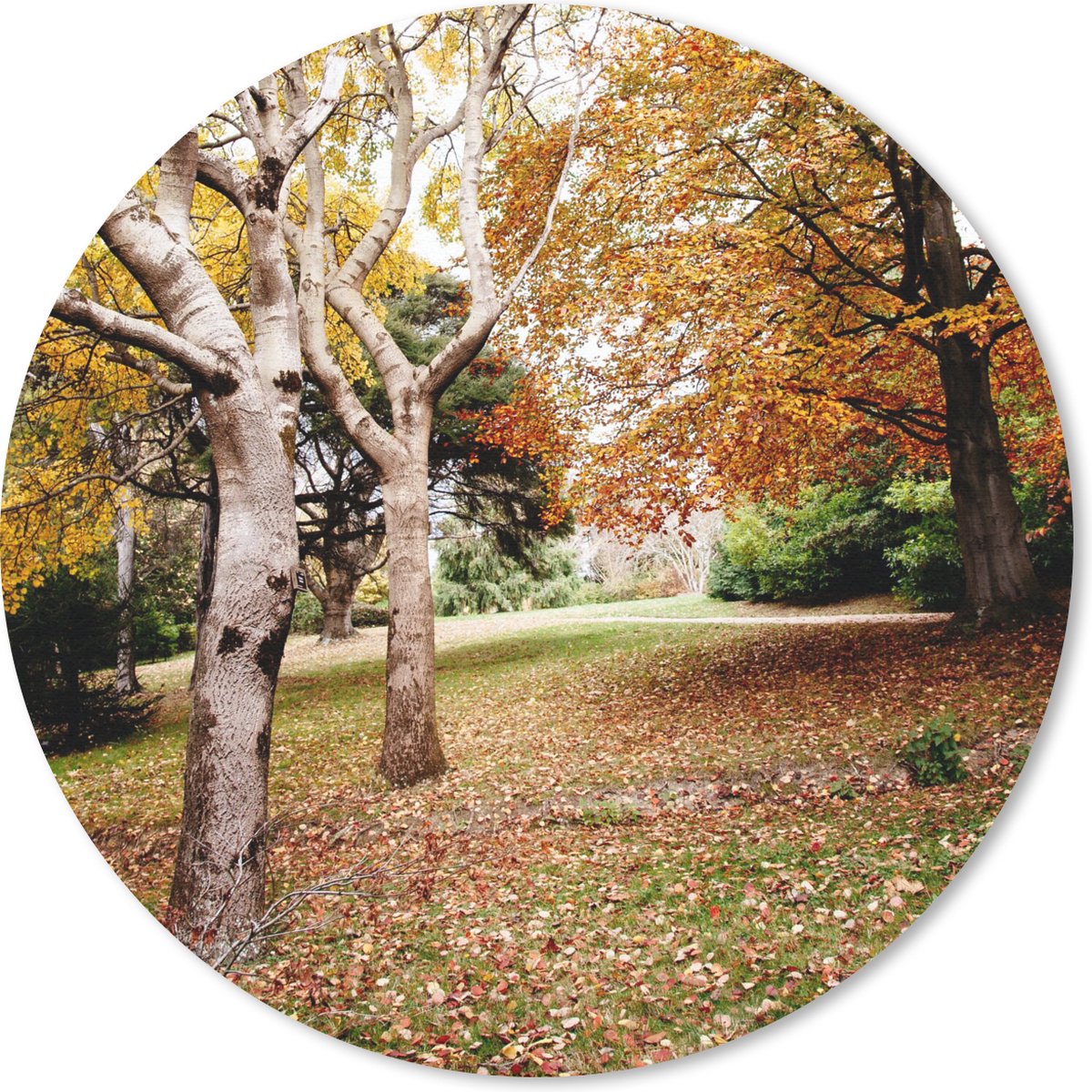 Muismat rond 30x30 cm - Mousepad Herfst - Bomen - Bladeren - natuur - Ronde muismatten