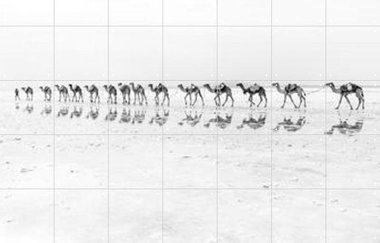 IXXI Salt Transport with Camels - Wanddecoratie - Fotografie - 140 x 100 cm