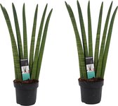 FloriaFor - Duo Sansevieria Cylindrica - - ↨ 70cm - ⌀ 17cm