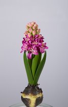 Kunstbloem - Hyacinth - topkwaliteit decoratie - 2 stuks - zijden bloem - Fuchsia - Cerise - 20 cm hoog