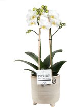 FloriaFor  - Phalaenopsis 2 Tak Wit In Pot Lauren - Vers Van De Kweker - ↨ 45cm - ⌀ 12cm