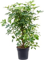 Kamerplant van Botanicly – Vingerboom – Hoogte: 110 cm – Schefflera arb. Compacta