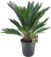 Kamerplant van Botanicly – Varenpalm – Hoogte: 60 cm – Cycas Revoluta