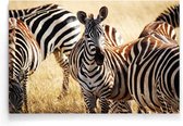 Walljar - Kudde Zebra's - Dieren poster