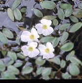 Drijvende waterweegbree (Alisma natans) - Vijverplant - 3 losse planten - Om zelf op te potten - Vijverplanten webshop