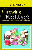 Growing Rose Flowers