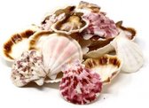 Decoratie/hobby schelpen kleurenmix 500 gram - Maritiem/zee/strand thema versiering