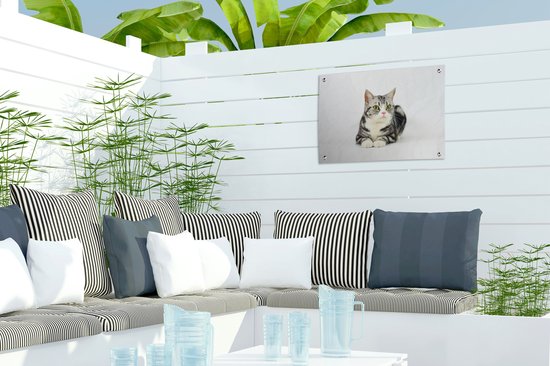 Affiche de jardin American Shorthair tacheté Argent 40x30 cm - petit - Toile de jardin / Toile d'extérieur / Peintures d'extérieur (décoration de jardin)