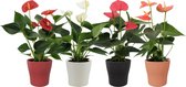 Bloemen van Botanicly – 4 × Flamingoplant – Hoogte: 30 cm – Anthurium