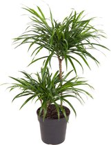 Kamerplant van Botanicly – Drakenboom – Hoogte: 70 cm – Dracaena reflexa Anita