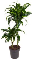 Kamerplant van Botanicly – Drakenboom – Hoogte: 65 cm – Dracaena derem. Dorado