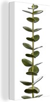 Canvas Schilderij Eucalyptusstam met bladeren - 20x40 cm - Wanddecoratie
