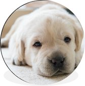 WallCircle - Wandcirkel - Muurcirkel - Een close-up van een vermoeide Labrador puppy - Aluminium - Dibond - ⌀ 90 cm - Binnen en Buiten