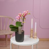 Optimost Summersong orchidee roze in Molise antraciete pot | Ø 12 cm | ↕ 38-48 cm