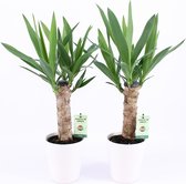 Kamerplanten van Botanicly – 2 × Palmlelie – Hoogte: 50 cm – Yucca