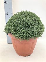 Kruid van Botanicly – Thymus Faustini – Hoogte: 30 cm