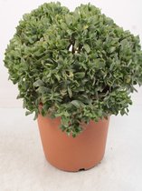 Kamerplant van Botanicly – Crassula – Hoogte: 60 cm